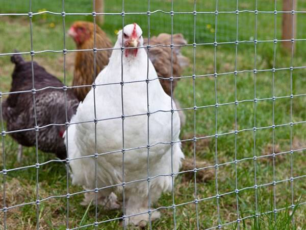 Field fence with square knots and 2” × 2” narrow spacing are ideal for fencing poultry.