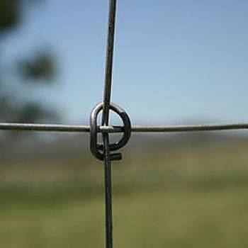 Ring lock knot of field fence