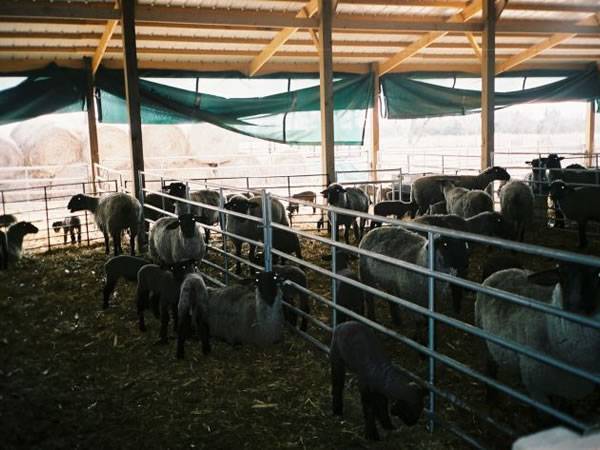 Several sheep in the sheepfold enclosed by sheep corral panels.