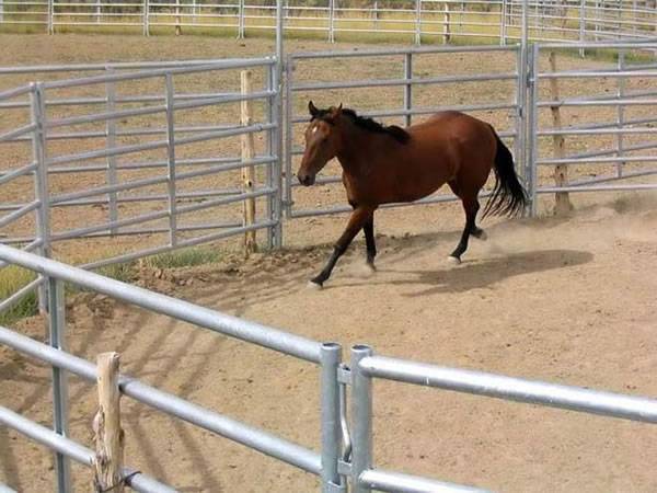 A horse in the round pen enclosed by round tube horse corral panels.