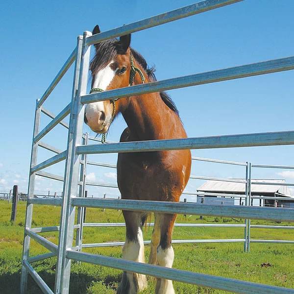 A horse in the round pen enclosed by horse corral panels.