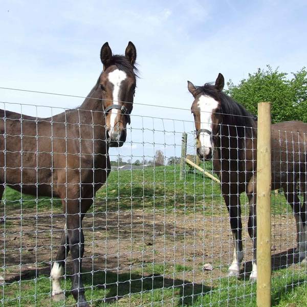 Two horse are confined in field fence with narrow spacing to avoid their foot becoming caught in the fence