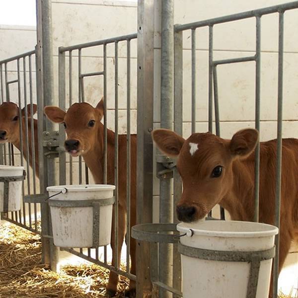 Galvanized calf pens are used to keeping calves living individually.