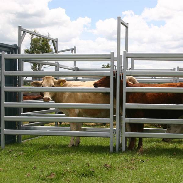Calves are enclosed by oval tube steel corral panels