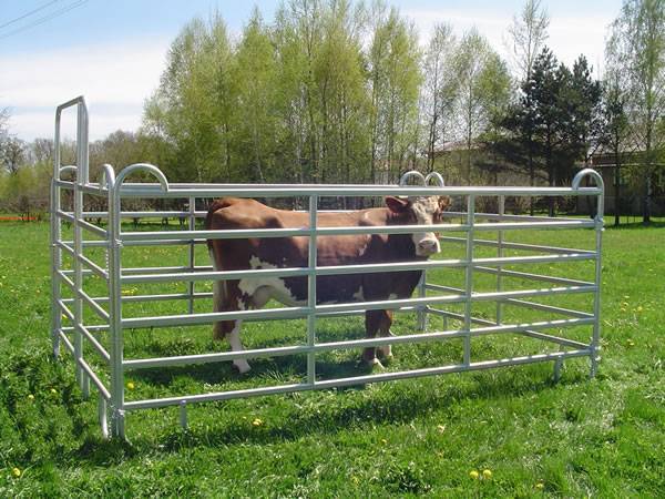 A cow is confined in a small square pen which is composed of steel corral panels with looped tops