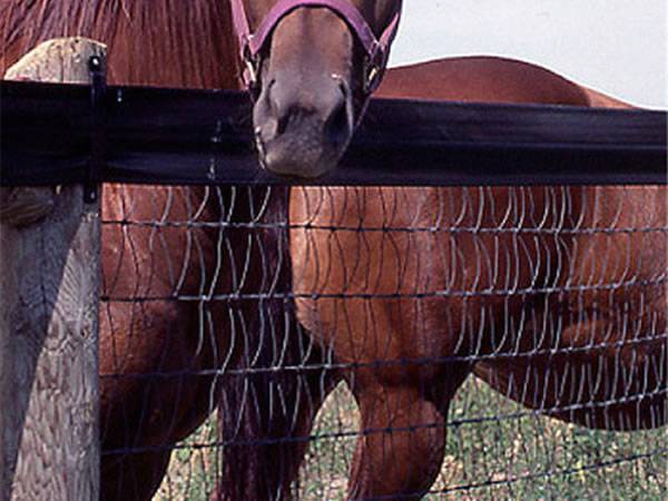 Two horse are confined in V-mesh field fence